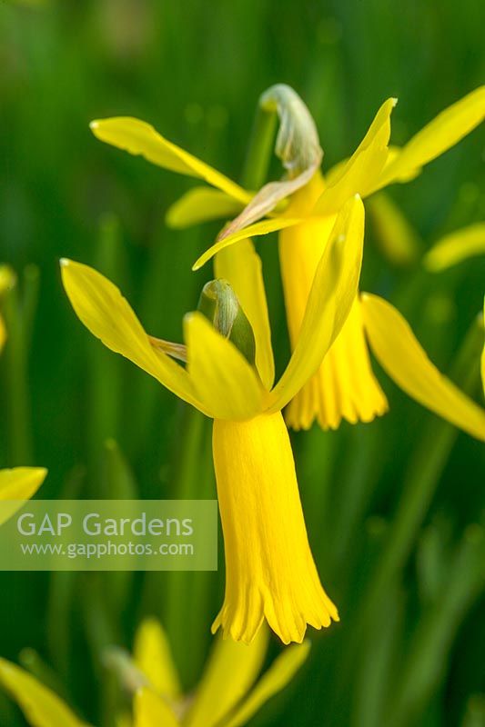 Narcissus 'Mite' - Daffodil 'Mite'