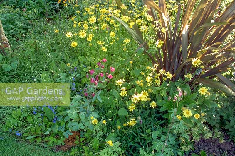 Doronicum x excelsum 'Harpur Crewe' with Phormium, Elworthy Cottage, Somerset, UK