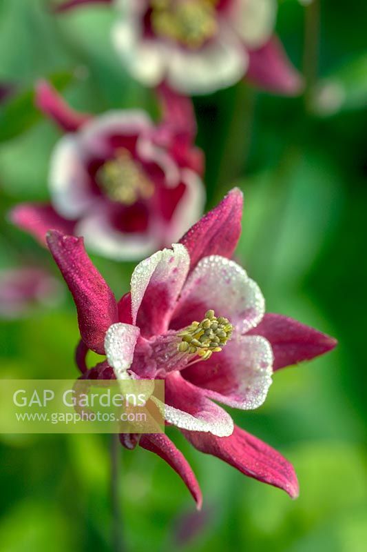 Aquilegia 'Cosy Nook'