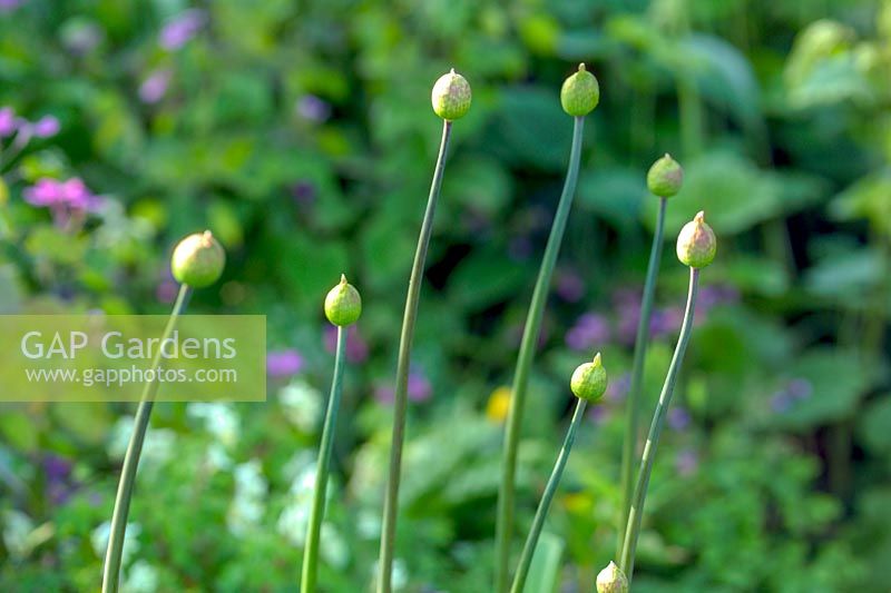 Allium buds ready to burst