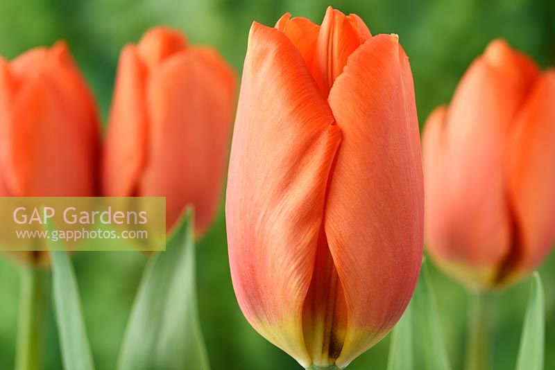Tulipa 'Orange Balloon' - Tulip  Darwin Hybrid Group 