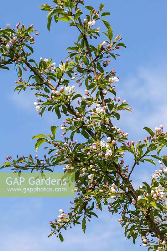 Malus 'Comtesse de Paris' - Crab apple blossom