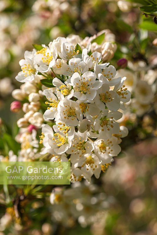 Malus toringo sargentii 'Tina'  - Crab apple blossom