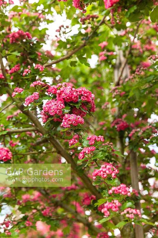 Crataegus laevigata 'Paul's Scarlet' - Hawthorn blossom