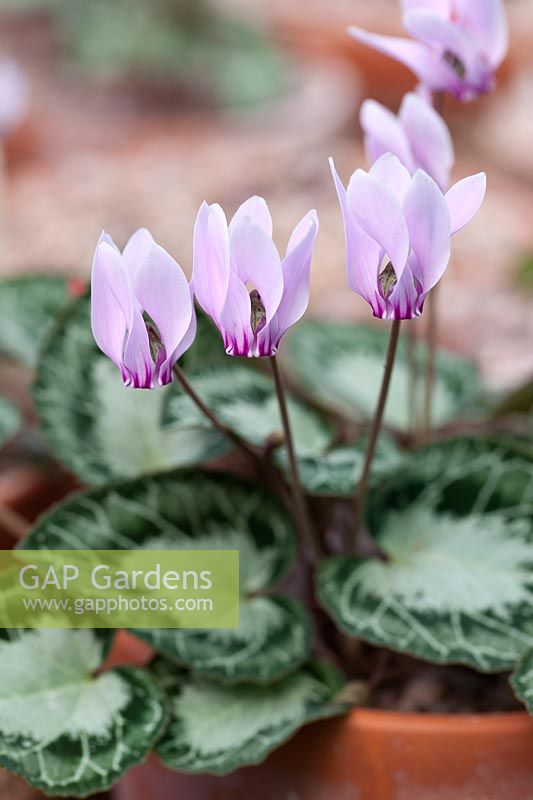 Cyclamen graecum - Greek Cyclamen