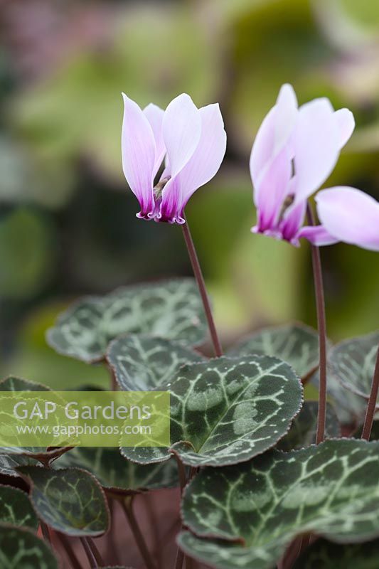 Cyclamen graecum - Greek Cyclamen  