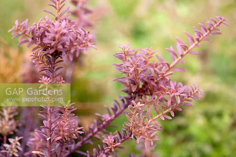 Podocarpus alpinus 'Chocolate Box' 