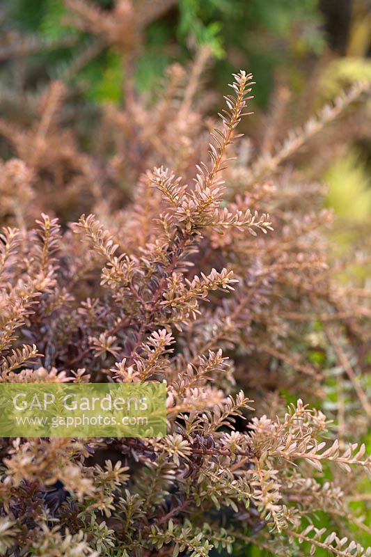 Podocarpus 'Red Embers' - New Zealand Yew  