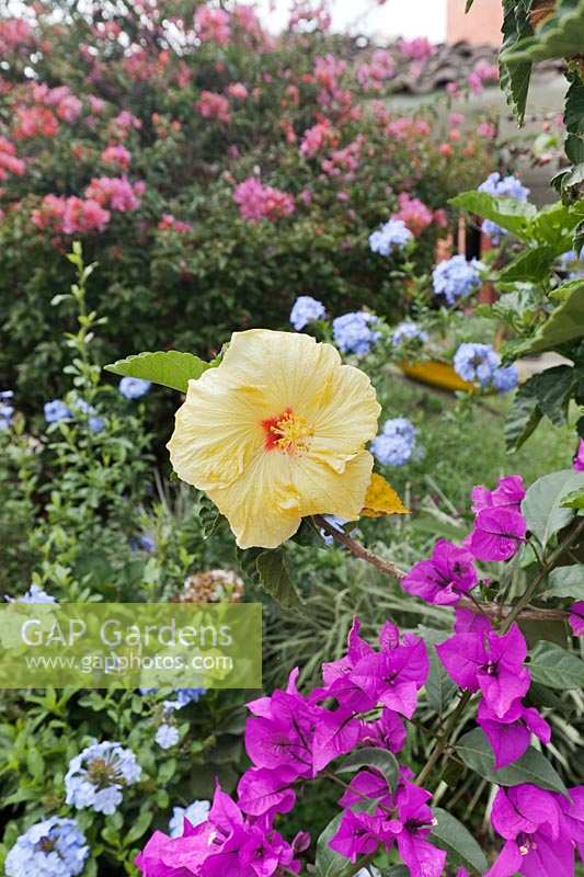 Hibiscus 'Hula Girl' in colourful mixed bed 