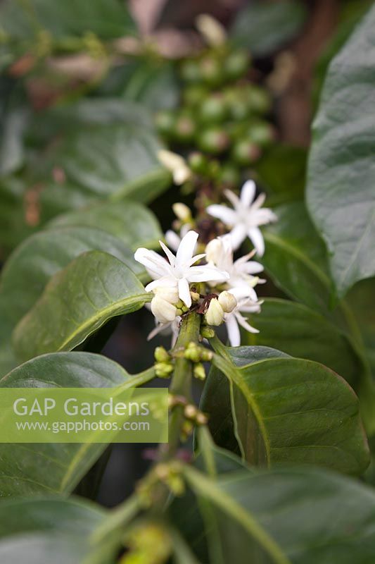 Coffea arabica shrub with flowers - Colombia