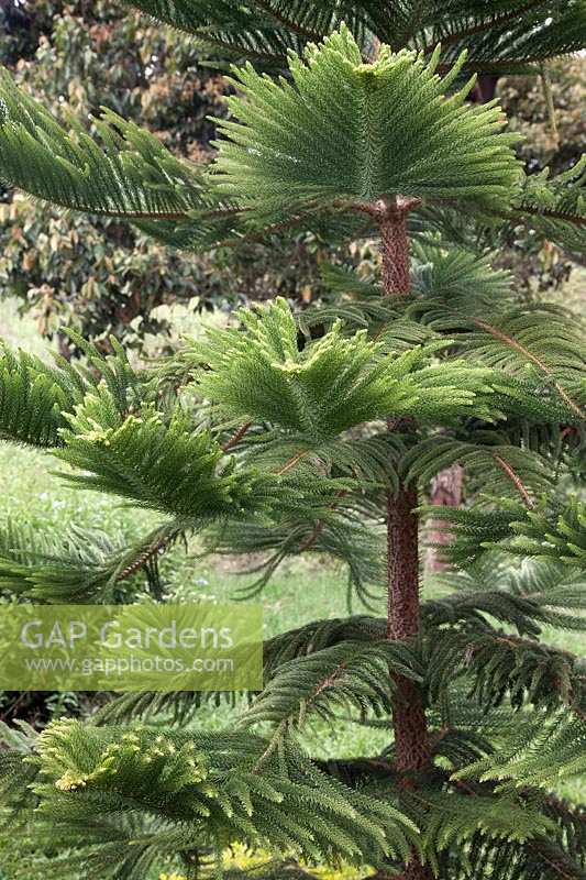 Araucaria Heterophylla - Norfolk Island Pine - Colombia
