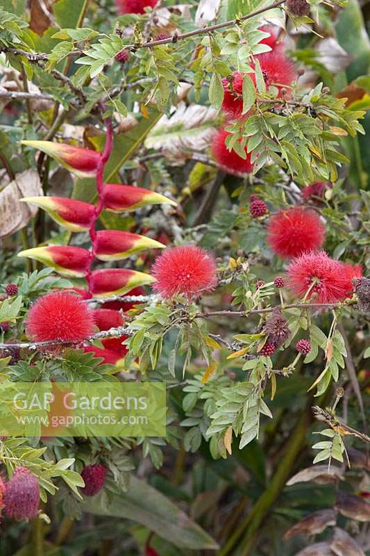 Calliandra haematocephala with Heliconia rostrata behind - Red Powderpuff and Hanging Lobster Claw - colombia