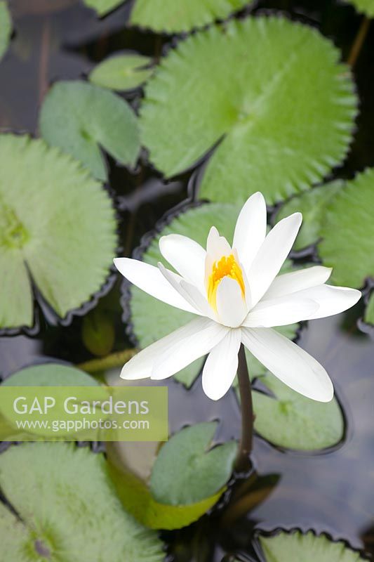 Nymphaea ampla - White Water Lily - Colombia