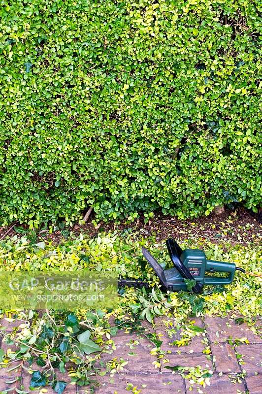 Trimming a garden hedge with hedge trimmers