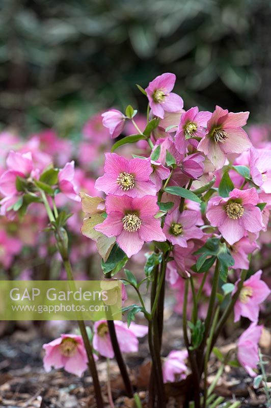 Helleborus Walbertons Rosemary 'Walhero' - Hellebore 'Walhero'