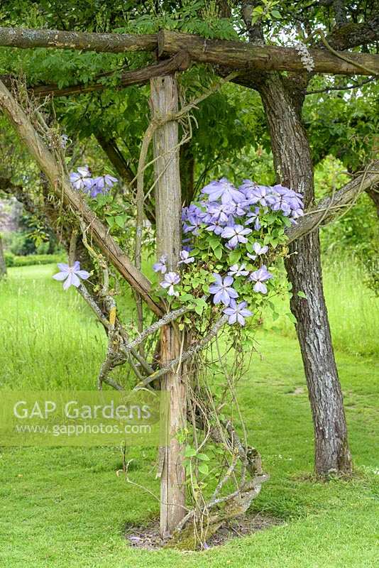 Clematis climbing up wooden post in orchard. 