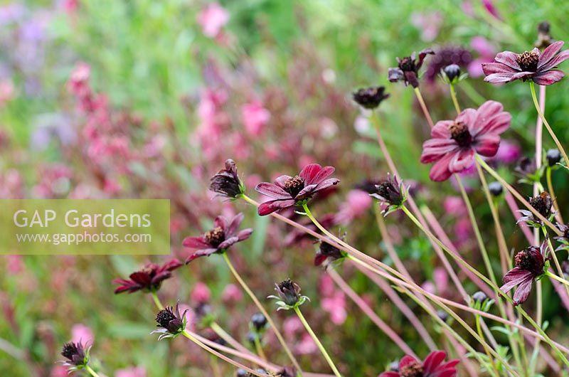 Cosmos atrosanguineus 'Chocamocha' - Chocolate Cosmos 