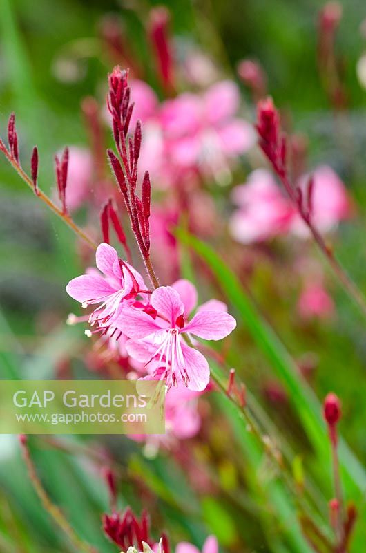 Gaura 'Siskiyou Pink'