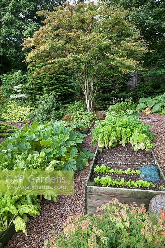 The Kitchen Garden raised bed with salad leaf crops, courgettes and rhubarb. 
Acer micranthum - small-leaved maple, snakebark maple group, growing in Bert's 
Bank at the rear.