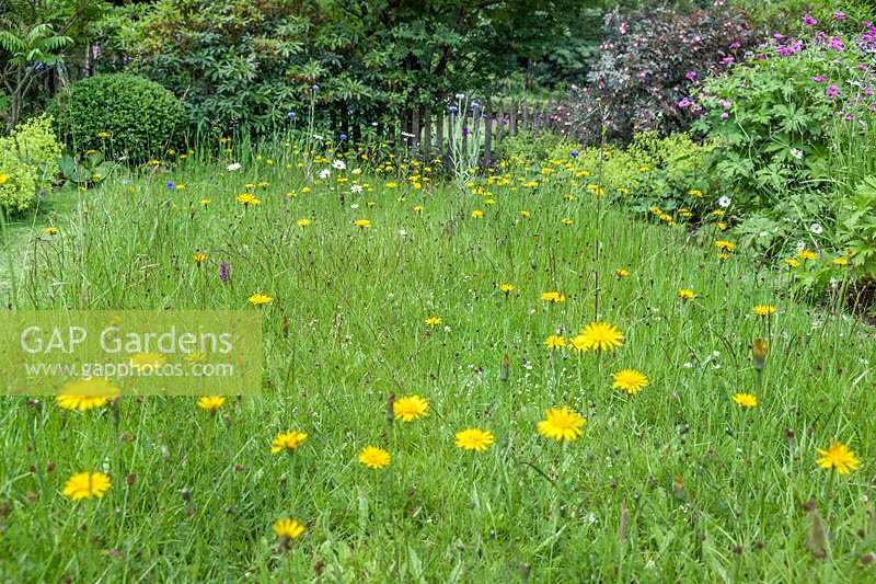 Front garden meadow with Hypochaeris radicata - Cats ear