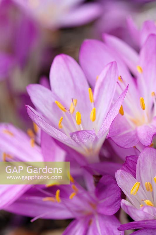 Colchicum cilicium 'Purpureum' - Naked Ladies 