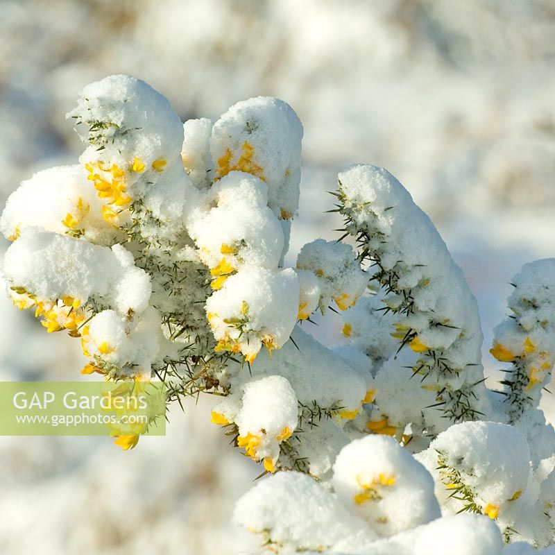 Ulex europaeus - Common gorse covered in snow 