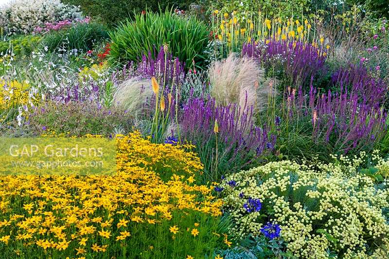 Purple and yellow colour scheme using flowering perennials: Coreopsis verticillia 'Zagreb', Santolina and Salvia