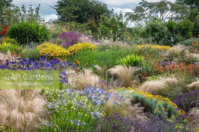 Extensive planting of flowering perennials such as Agapanthus and Coreopsis with ornamental grass Stipa tenuissima
