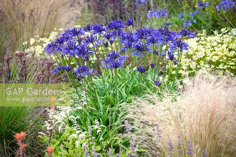 Agapanthus 'Navy Blue' amongst other perennials such as Astilbe, Sedum and Stipa tenuissima