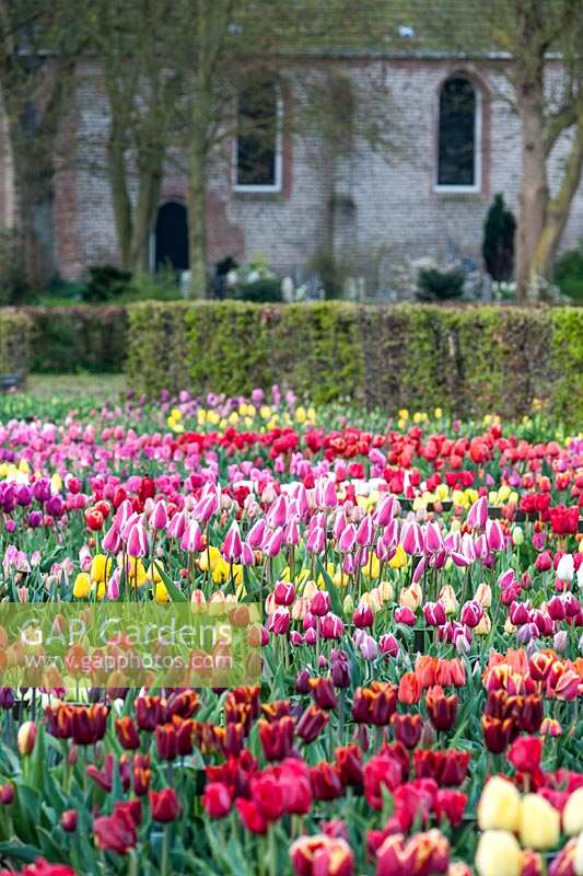 Bed of Tulipa - tulips - in front of hedge and building