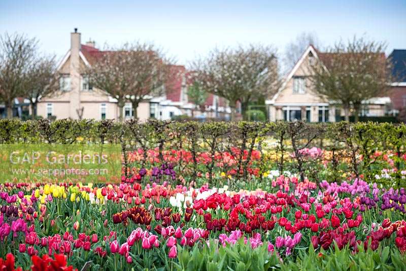 Beds of Tulipa - tulips - in front of hedge with houses beyond