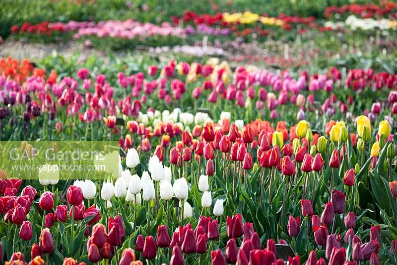 Beds of different Tulipa - tulips