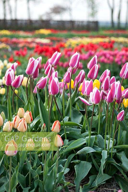 Tulipa 'Early Surprise' - Triumph tulip - 