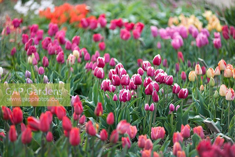 Tulipa 'Durham' - Triumph tulip - with other tulips