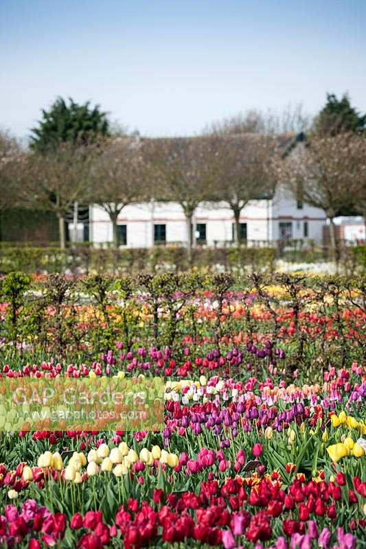 Tulipa - tulip - beds of different varieties in front of hedge with trees and building beyond