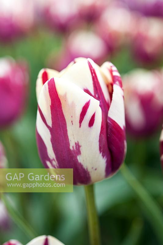 Tulipa 'Striped Sail' - tulip