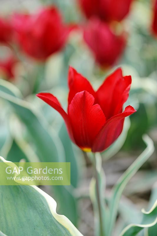 Tulipa 'Bacchus' - tulip - with variegated leaves