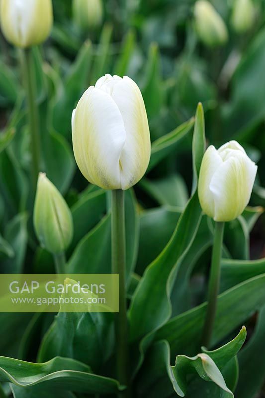 Tulipa 'Albino' - Single Late tulip