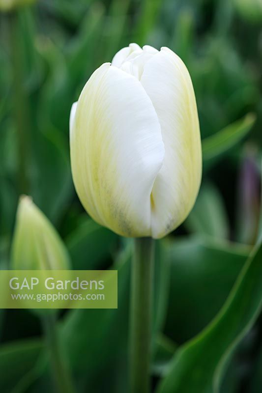 Tulipa 'Albino' - Single Late tulip