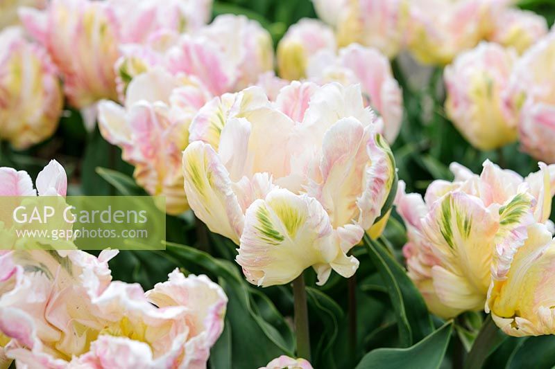 Tulipa 'Libretto' -  Parrot tulip