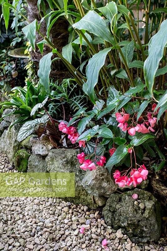 Pink flowering Begonia gives colourful underplanting.