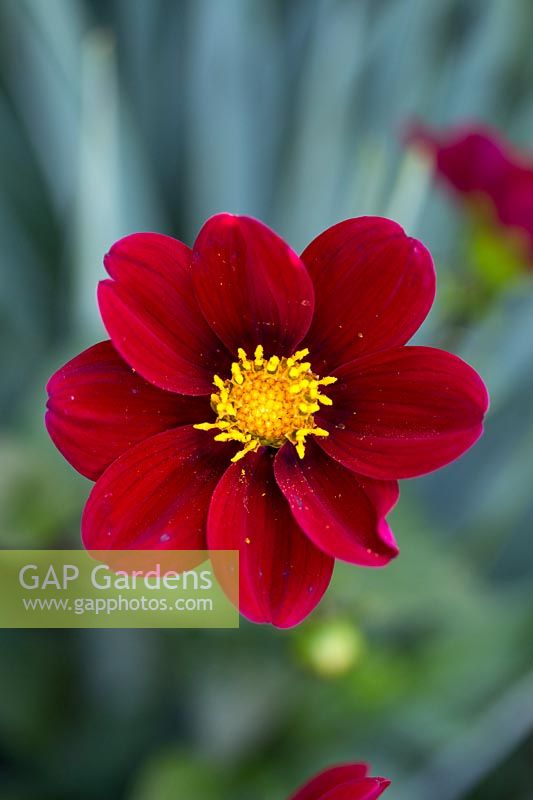 Dahlia 'Topmix Red'