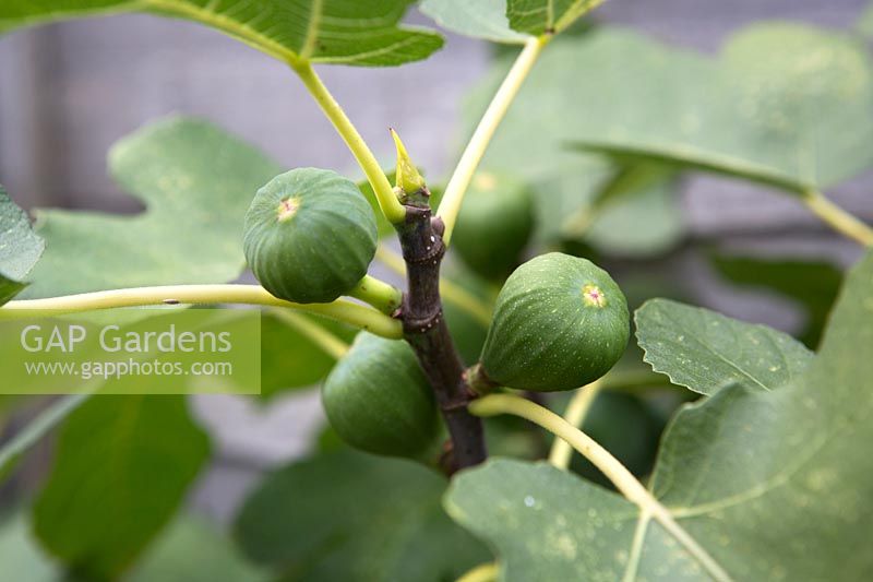 Ficus carica 'Brown Turkey' Fig