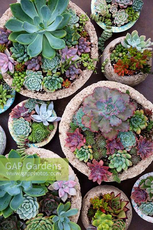 A display of several containers planted up with a collection of different succulents.