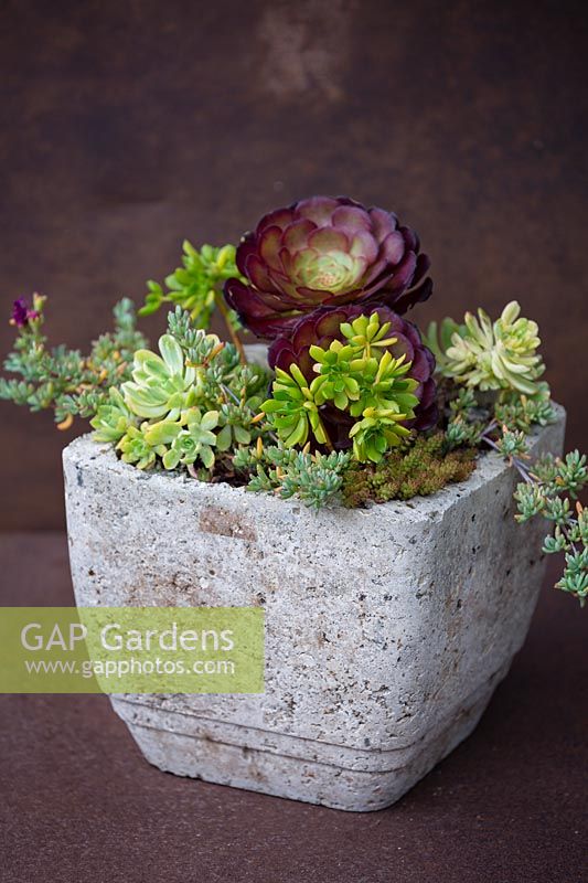 Aeonium 'Durango' and various other succulents in natural container.