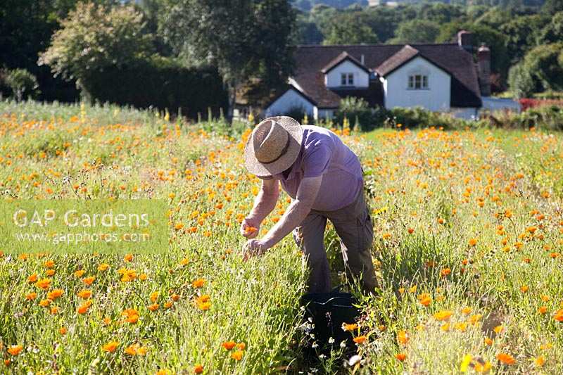 Man harvesting Calendula - Marigolds - in field. Herb Pharmacy, Eardisley, Herefordshire, UK. 
