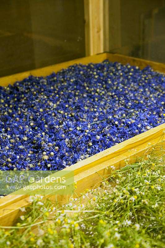 Chamomile and Cornflowers being dried and prepared for cosmetic products. Herbfarmacy, Eardisley, Herefordshire, UK. 