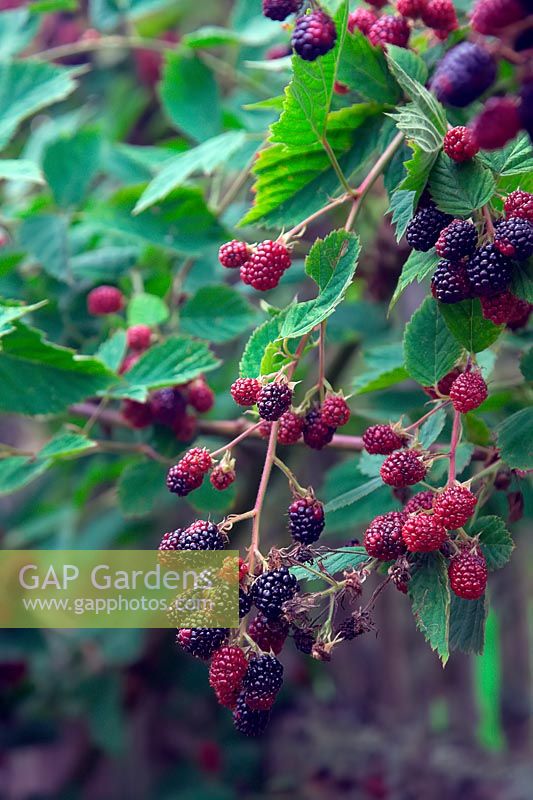 Rubus fruticosus 'Merton Thornless' - Blackberry 