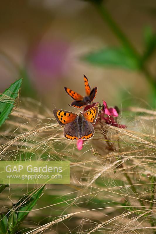 Lycaena phlaeas - small copper butterfly  on Stipa tenuissima and Diascea personata