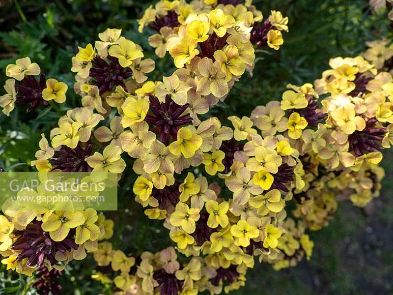 Erysimum mutabile - Perennial wallflower